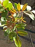 Can anyone help identify this  |  Hi This has come up in our garden can anyone help and tell us what it is the...