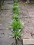 Name that plant!  |   Are there weeds? :confused:   ++ |Filename: STH74067.JPG| |Download:...