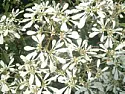 Help identify "snow tree"  |  Hi I am new to GardenBanter and also new to Gardening. Only had my own garden...