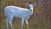 a piebald deer  | next thread &raquo;