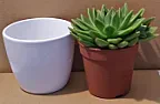 How to add water?  |  Hi, I have just bought a "Succulent Mix". 1. It needs only little water per a...