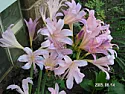 Please help Identify Flower! |  Hi, we moved in to an older home built in 1950, for the last 3 yearthis flower...