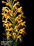 the natives (orchids) are restless |  The natives are restless and looking for sex...The native orchids in Florida...