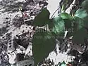 plant id - suspect ivy | next thread &raquo;
